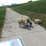 2306G 107 Minden-Bremerhaven